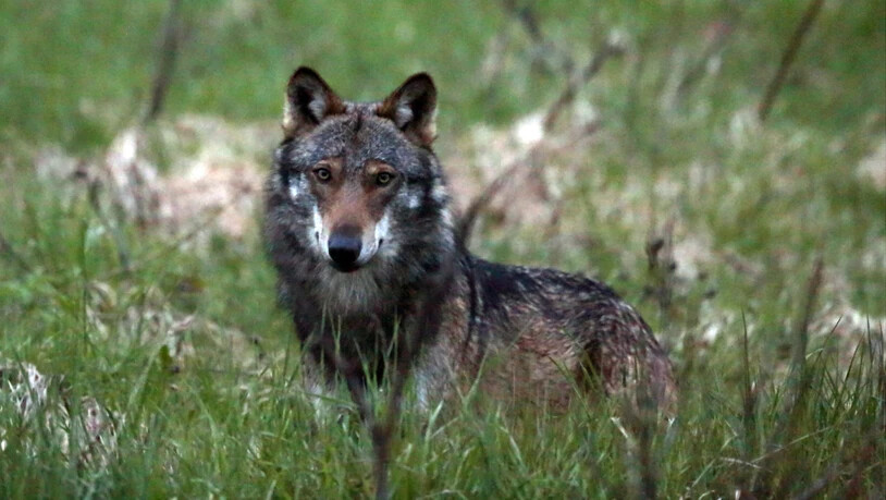 Die Debatte um den Wolf geht weiter, denn zur vom Parlament gutgeheissenen Revision des Jagdgesetzes ist das Referendum schon angekündigt. (Archivbild)