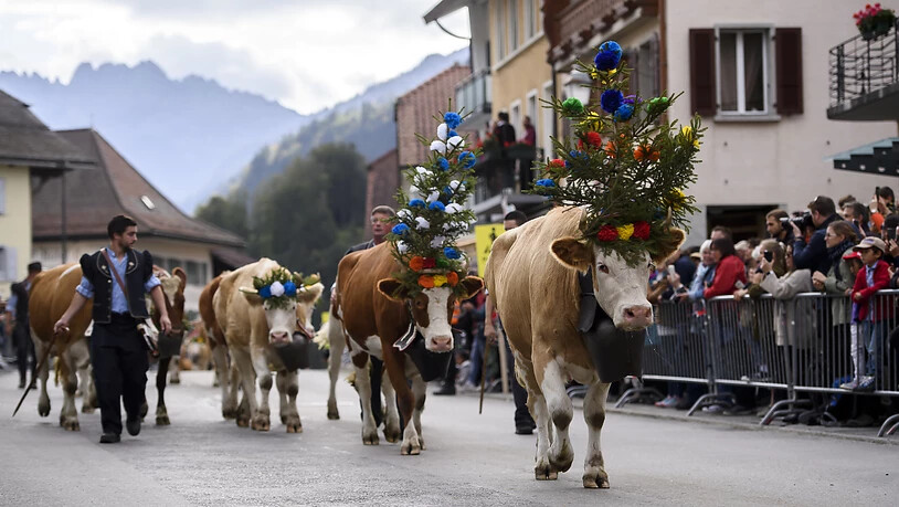 Alpabzug in Charmey: Die Kühe marschieren nach dem Sommer auf der Alp ins Tal zurück.