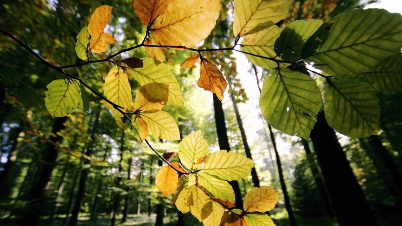 Die Herbstverfärbung der Blätter beginnt langsam. (Archivbild)