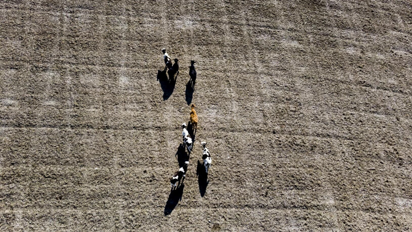 Kühe auf Futtersuche auf einer ausgetrockneten Weide in Chavornay VD. (Archivbild)