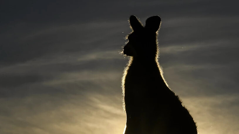 Ein junger Australier wird beschuldigt, mit einem Auto absichtlich 20 Kängurus getötet zu haben. (Themenbild)