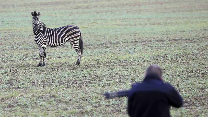 Vor der Flinte des Jägers: Das bei einem Zirkus ausgebüxte Zebra im ostdeutschen Tessin.