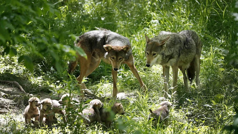 Umwelt- und Tierschutzorganisationen haben das Referendum gegen das neue Jagdgesetz lanciert. Damit könnten Wölfe auf Vorrat abgeschossen werden, kritisieren sie. (Themenbild)