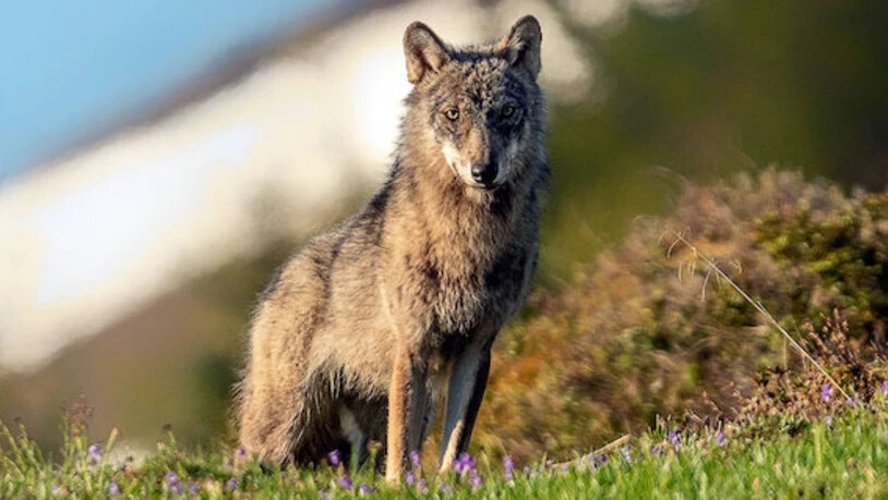 Wie weiter mit dem Calanda-Wolf? Noch kann das Amt für Natur, Jagd und Fischerei keine genauen Angaben machen.