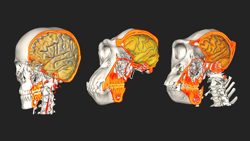 Prägten Schädelveränderungen die Hirnstrukturen und umgekehrt? Forschende der Uni Zürich haben dies anhand von Vergleichen zwischen Menschen und Menschenaffen untersucht (links Mensch, Mitte Schimpanse, rechts Gorilla).