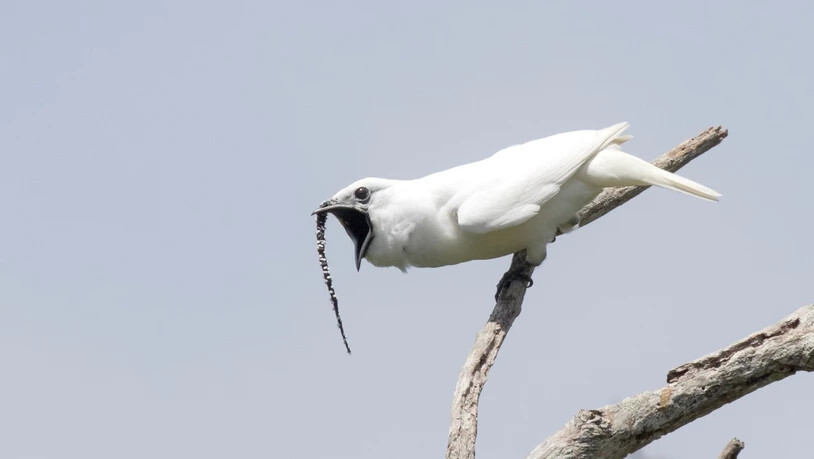 Zapfenglöckner-Männchen schreien so laut wie kein anderer Vogel.
