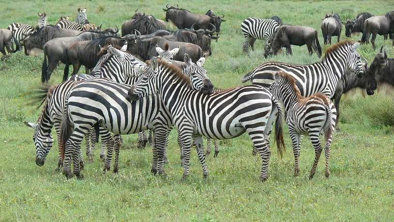 Rund 1,5 Millionen Gnus und 200'000 Zebras ziehen jährlich durch die Serengeti und prägen das Graslandökosystem.