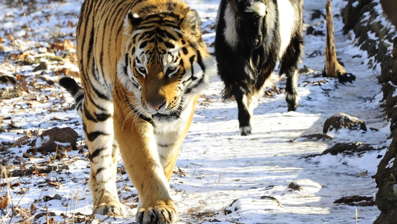 Timur (r.) und Amur waren international in den Schlagzeilen, als der Tiger mit dem ursprünglich als Futter gedachten Ziegenbock friedlich ein Gehege teilte. (Archivbild)