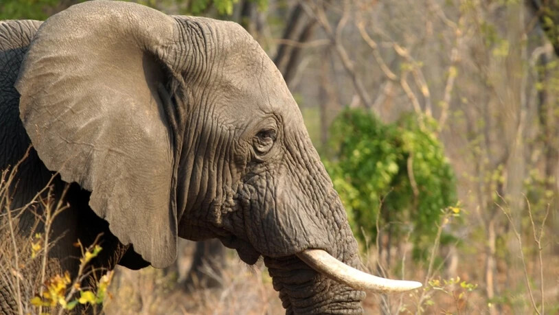 Rund 600 von der Dürre geschwächte Elefanten sollen in andere Gebiete umgesiedelt werden. (Symbolbild)