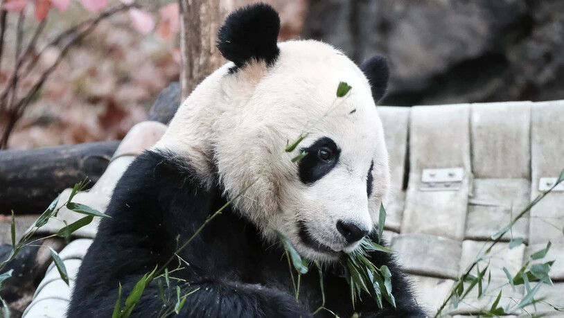 Bei Bei, Publikumsliebling im Zoo von Washington, ist vier Jahre nach seiner Geburt auf dem Weg in sein künftiges Heimatland China. Zur Stärkung vor der langen Reise gab es für den Pandabär eine Extraportion Bambusstängel und Kekse.