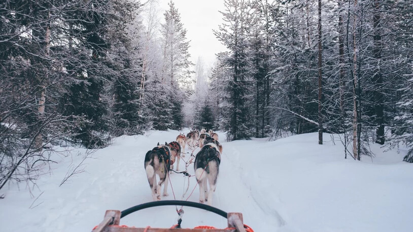 Für einmal Schlitteln ohne Füsse im Schnee. Eine Fahrt mit dem Hundeschlitten.