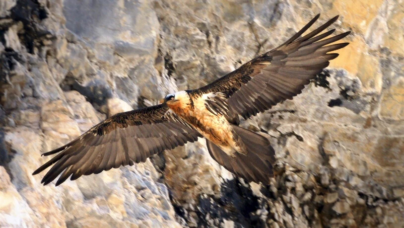 Bartgeier GT047 hat seinen letzten Zweikampf wohl gegen einen Steinadler verloren.