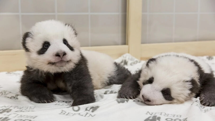 Die beiden Panda-Zwillinge vor einer Woche im Berliner Zoo. (Archivbild)