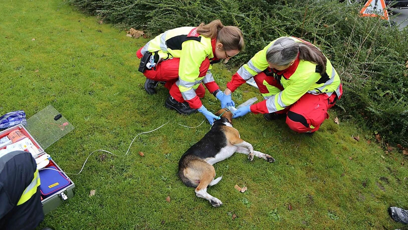 Ein Hund erlitt bei einem Küchenbrand eine Rauchgasvergiftung. Mitarbeitenden des Rettungsdienstes und der Tierrettung kümmerten sich um das Tier.