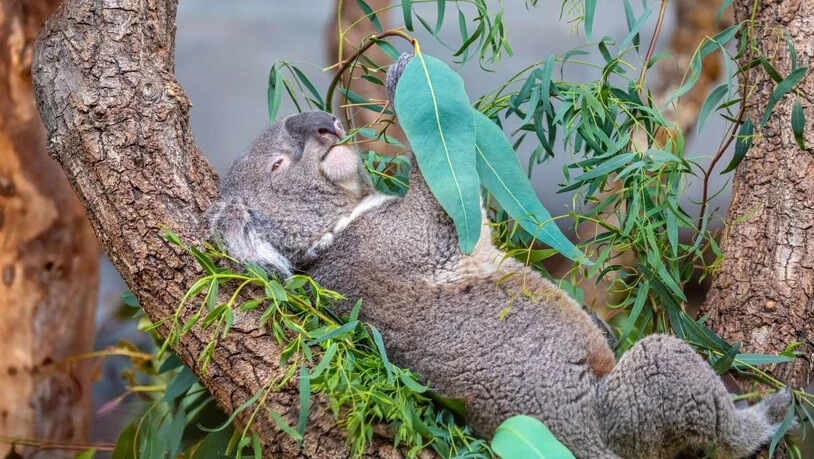 Koala Mikey frass im Zoo Zürich bis zuletzt genüsslich Eukalyptus-Blätter. Eines Morgens fanden ihn die Pfleger tot vor.