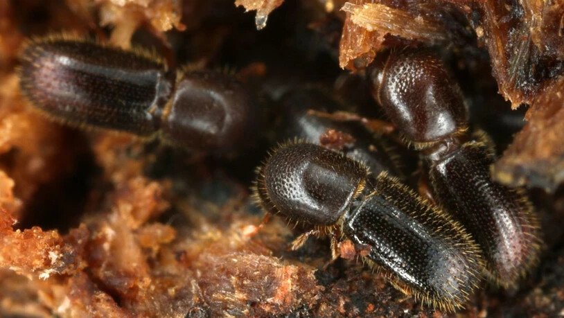 Krankheiten schweissen zusammen: Ambrosiakäfer helfen ihren Müttern bei der Aufzucht der Geschwister, dürfen aber auch aus der Gemeinschaft ausziehen. Ist die Gruppe aber von einer Krankheit befallen, bleiben sie und putzen die infizierten Genossinnen,…