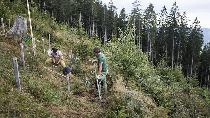 Freiwillige Helfer pflanzen im Kanton Luzern Jungbäume in einem Schadengebiet des Orkans Lothar. Vor 20 Jahren warf der Sturm über zehn Millionen Bäume wie Dominosteine um.