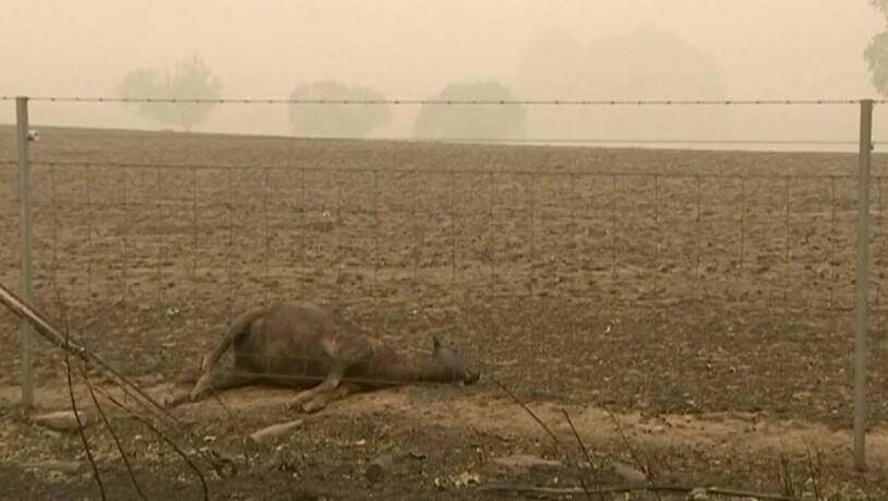 Die extreme Dürre und die Buschbrände in Australien fordern in der Tierwelt immer mehr Opfer.