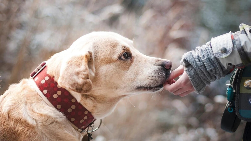 Hunde können durch präparierte Köder verletzt werden.