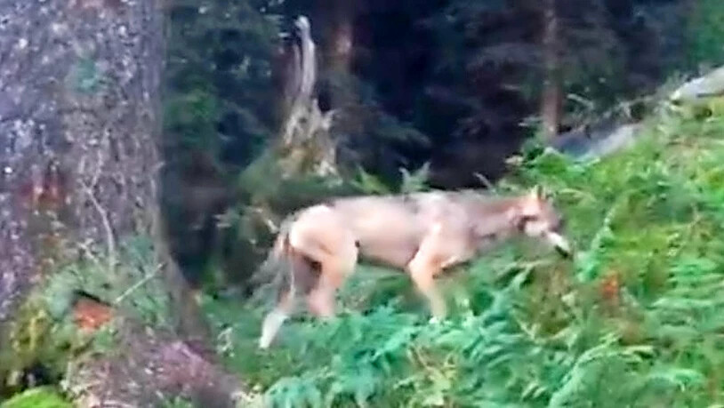 Mehr als nur ein Wolf: Ist das Raubtier im Glarnerland nicht mehr alleine auf weiter Flur? Bild Archiv
