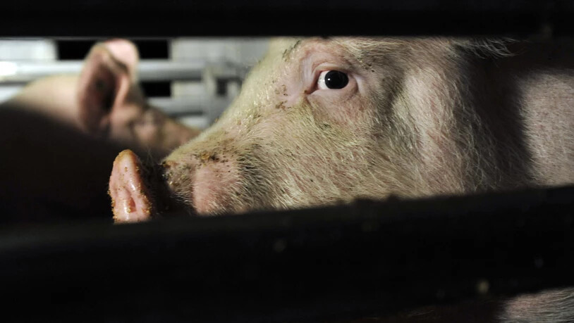 Schweine auf dem Weg in den Schlachthof. Dort werden die Vorschriften zum Tierwohl nicht immer eingehalten, wie Kontrollen im Auftrag des Bundes gezeigt haben. (Archivbild)