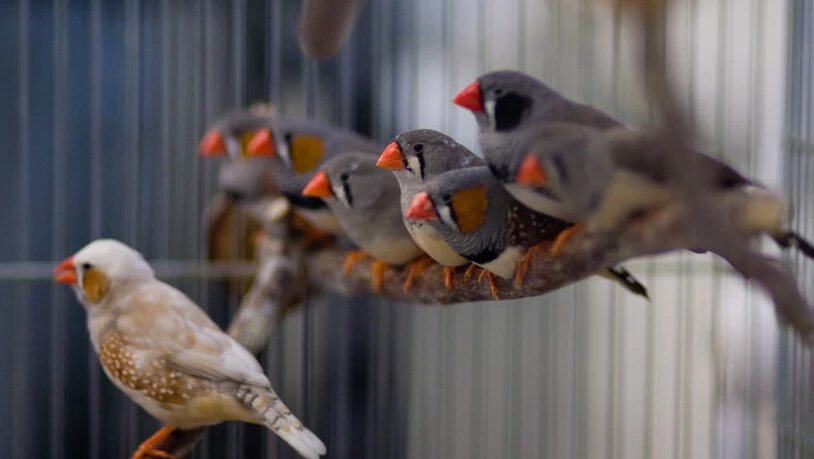 Junge Zebrafinken-Männchen imitieren den Gesang eines ausgewachsenen Finken, um später Weibchen anzulocken.