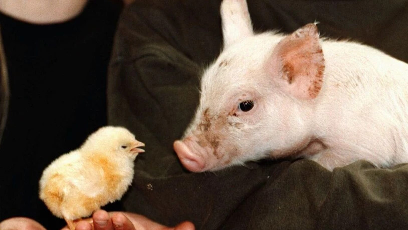Der Nutztierbestand in der Schweiz hat sich letztes Jahr nicht gross verändert: Es gibt etwas weniger Schweine, dafür mehr Hühner. (Symbolbild)