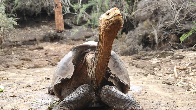 Auf den Galápagos-Inseln wollen Forscher nach Verwandten zweier Riesenschildkröten-Arten suchen, die allgemein als ausgestorben gelten. (Themenbild)