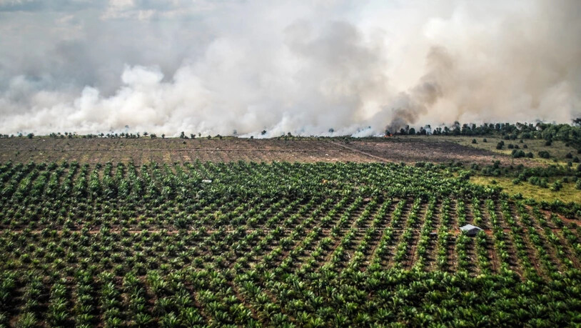 Indonesien ist der grösste Palmöl-Produzent der Welt. Für den Anbau werden Wälder abgebrannt. (Themenbild)