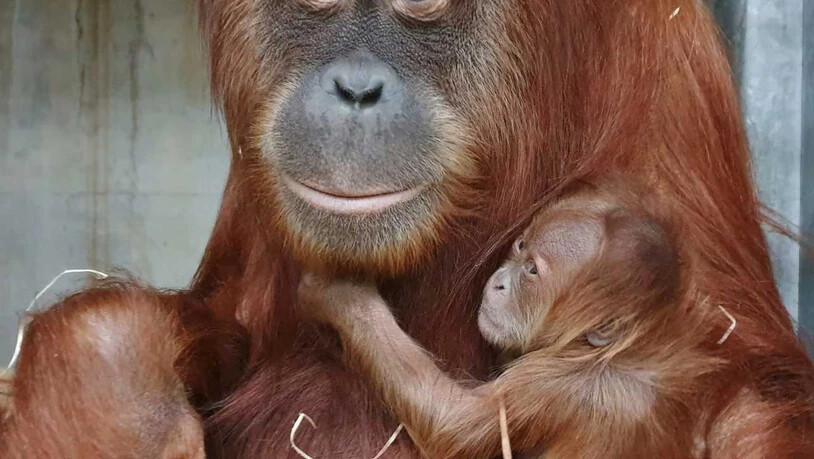 Unerwartete Schwangerschaft, unbekannter Vater: Affen-Mutter Cahaya mit ihrem jüngsten Nachwuchs Utu ("Floh").