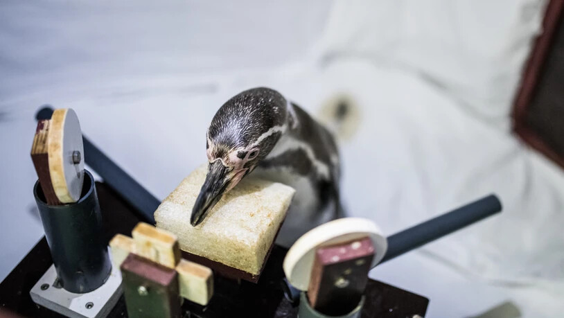 Ein Humboldt-Pinguin im Ozeanum Stralsund wartet konzentriert auf einen Ton, den er dann mit Antippen einer Scheibe quittiert. Für das Projekt "Hearing in Penguins" betätigen sich vier Pinguine als eifrige Forschungsassistenten. (zVg)
