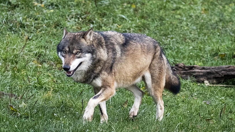 Das Parlament will den Schutz des Wolfs im revidierten Jagdgesetz lockern. Der Bundesrat empfiehlt ein Ja.