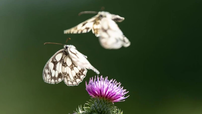 Zwei Schachbrettfalter fliegen über einer Distelblüte. Die Schmetterlingsarten in Mitteleuropa gehen drastisch zurück - ein Indikator für Umweltgefährdung. (Archivbild)