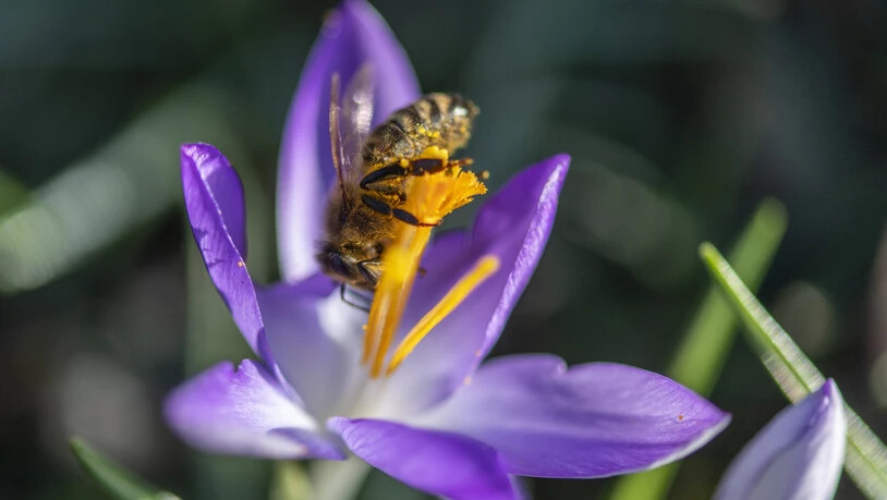 Die Vegetation ist einen Monat voraus: Eine Biene stürzt sich Kopf voran in eine Krokusblüte.
