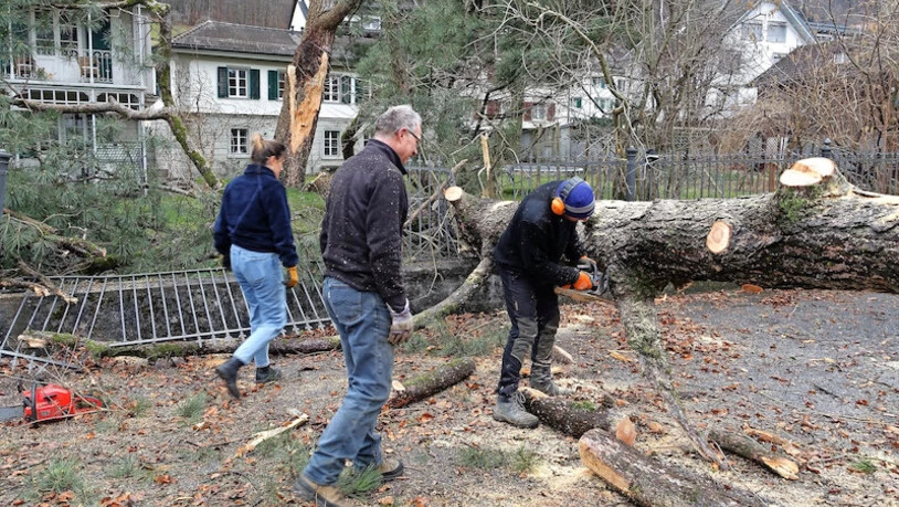 Der zweitheftigste Februarsturm im Glarnerland: «Sabine» fällt am 11. Februar in Ennenda eine 170-jährige Schwarzföhre. Bild Werner Beerli-Kaufmann