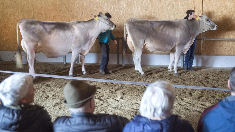 Diese beiden Kühe haben die besten Euter Europas, sie gewannen in Verona den Europameistertitel im Schöneuterwettbewerb.