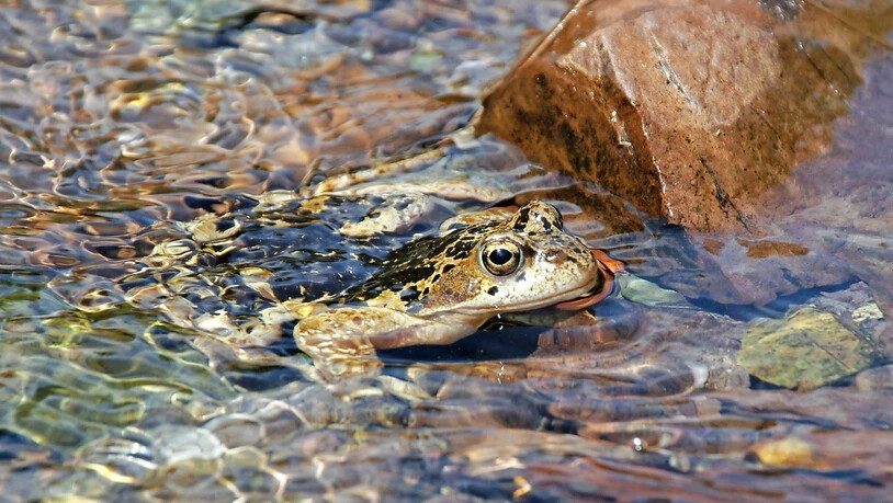 Einer von vielen: Grasfrösche bleiben nur kurz in ihren Laichgewässern. Während der kurzen aber intensiven Paarungszeit halten s