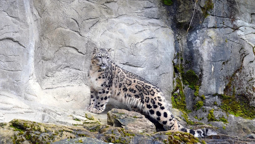 Schneeleopardin Saida erkundet ihr neues Gehege. Sie kam im Dezember aus England in den Zoo Zürich.