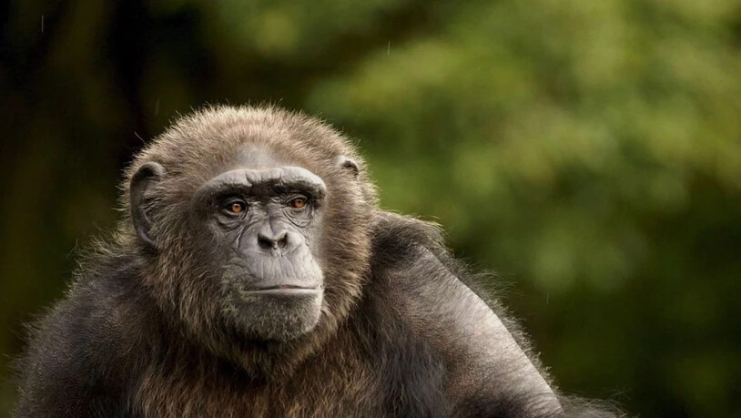 Auch Affen-Senioren wie die Schimpansin Karla aus Santa Fe haben ein hohes Stresshormon-Level und deshalb Altersgebresten. Das heisst, menschliche Alterszipperlein wie Muskelschwund und Herz- Kreislaufschwächen sind nicht Zivilisationskrankheiten. …