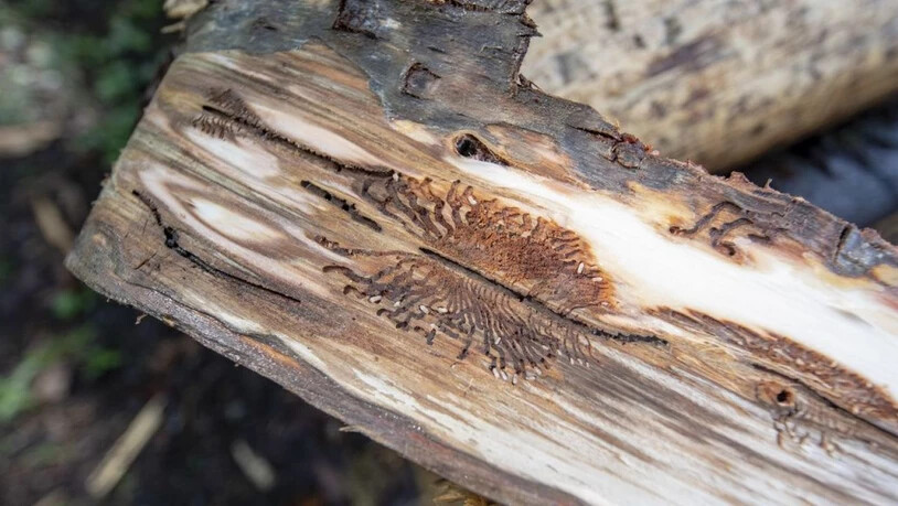 Nicht genug, dass der Borkenkäfer der Forstwirtschaft letztes Jahr volle Lager mit schwer verkäuflichem Holz beschert hat. Die Coronakrise lässt den Handel auch mit besseren Qualitäten stocken. Und neue Borkenkäfer (im Bild ein Larvennest) stehen schon…