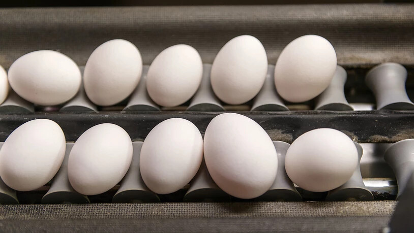 Ein Luzerner Bauer hat sich selbst ein Ei gelegt: Er muss seinen illegalen Hühnerstall abreissen. (Symbobild)