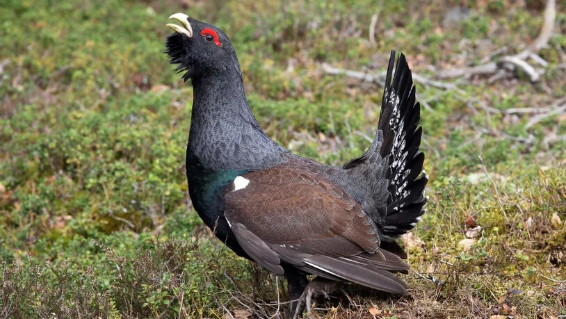 Die Auerhuhnbestände in Glarus Nord sind hoch. 