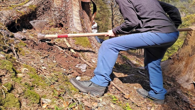 Wie man sich eine Umweltpolitikerin vorstellt: Lisa Hämmerli legt bei der Baumpflanzaktion selber Hand an.