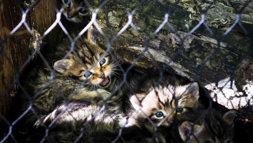 Am 27. März sind im Zoo La Garenne in Le Vaud VD fünf Wildkatzenbabys geboren worden. Nach etwas mehr als drei Wochen wagen sie sich allmählich aus dem sicheren Versteck.