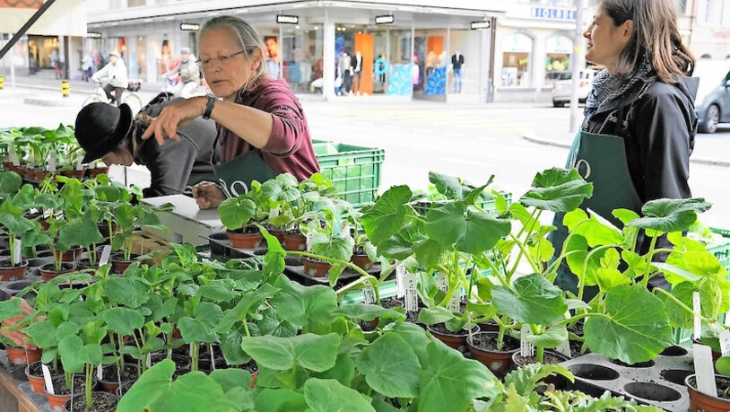 Der Bio-Setzlingsmarkt findet nun doch statt.