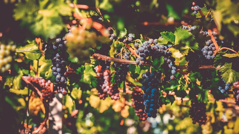 Die Weinbauern rechnen dieses Jahr nicht mehr mit Frostgefahr für ihre Weinstöcke.
