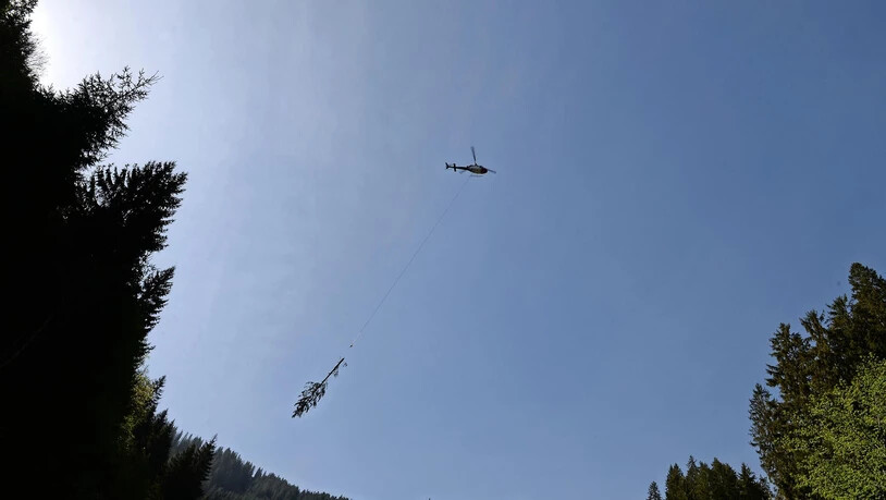 Der AS-320-Heli «Ecureuil» der Heli Linth transportiert einen Baum samt Ästen aus dem Hasler Wald zum Holzlagerplatz.