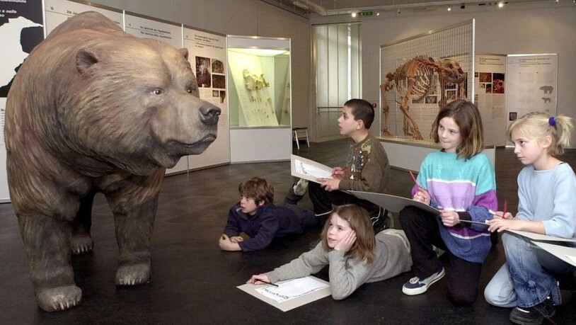 Kinder zeichnen im Alpinen Museum in Bern einen Höhlenbären ab. Trotz seiner gewaltigen Gestalt kam das Tier mit pflanzlichem Proteinen aus. Auch die rumänische Unterart, die man verdächtigte, Fleisch und Fisch auf dem Speiseplan gehabt zu haben, wie…