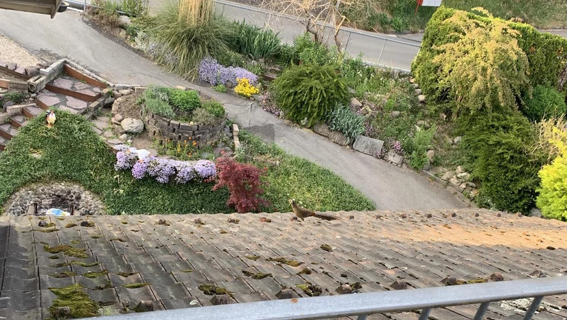 «Ausreisser» auf Entdeckungstour: Dieser Fasan spaziert im Seedorf neugierig auf einem Dach umher.