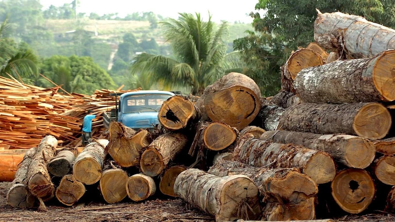 Abgeholzt: Die Zerstörung im Amazonas-Gebiet nimmt während der Corona-Krise deutlich zu. (Archivbild)